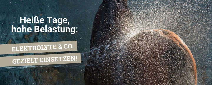 DER landingpagebanner sommer26